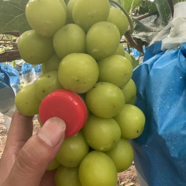 精品阳光玫瑰大量供应市场商超电商供应链前来选购