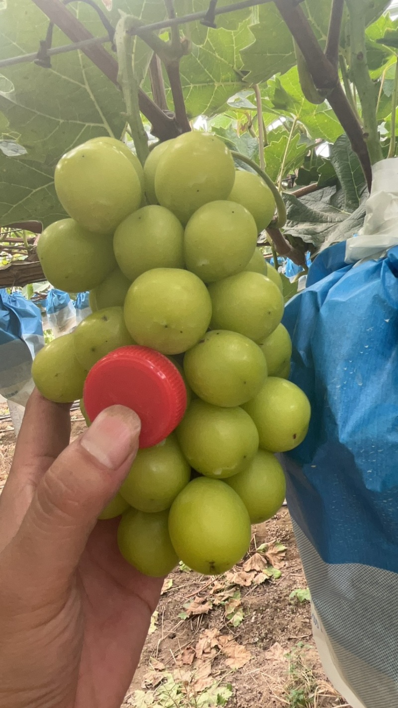 精品阳光玫瑰大量供应市场商超电商供应链前来选购