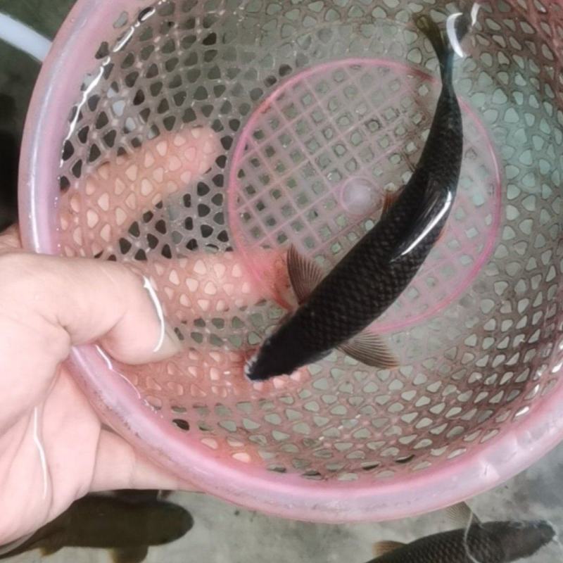 鲜活溪石斑有现货