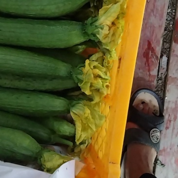 鲜花丝瓜