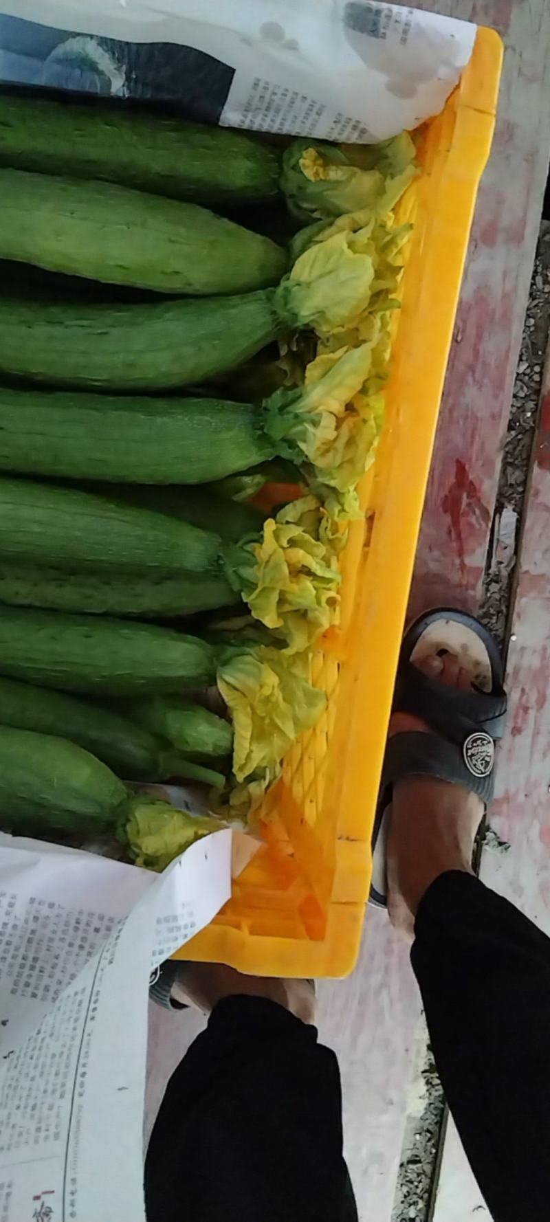 鲜花丝瓜