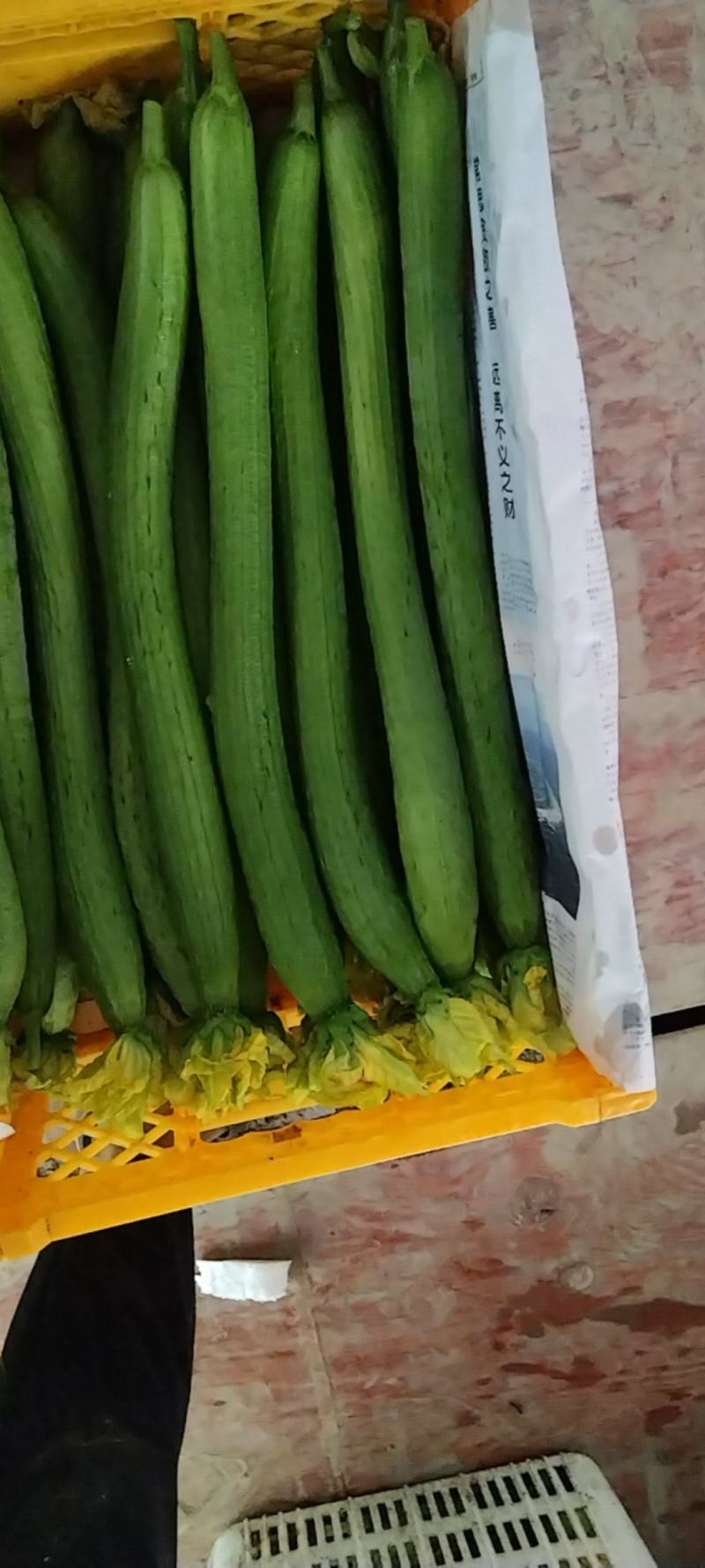 鲜花丝瓜