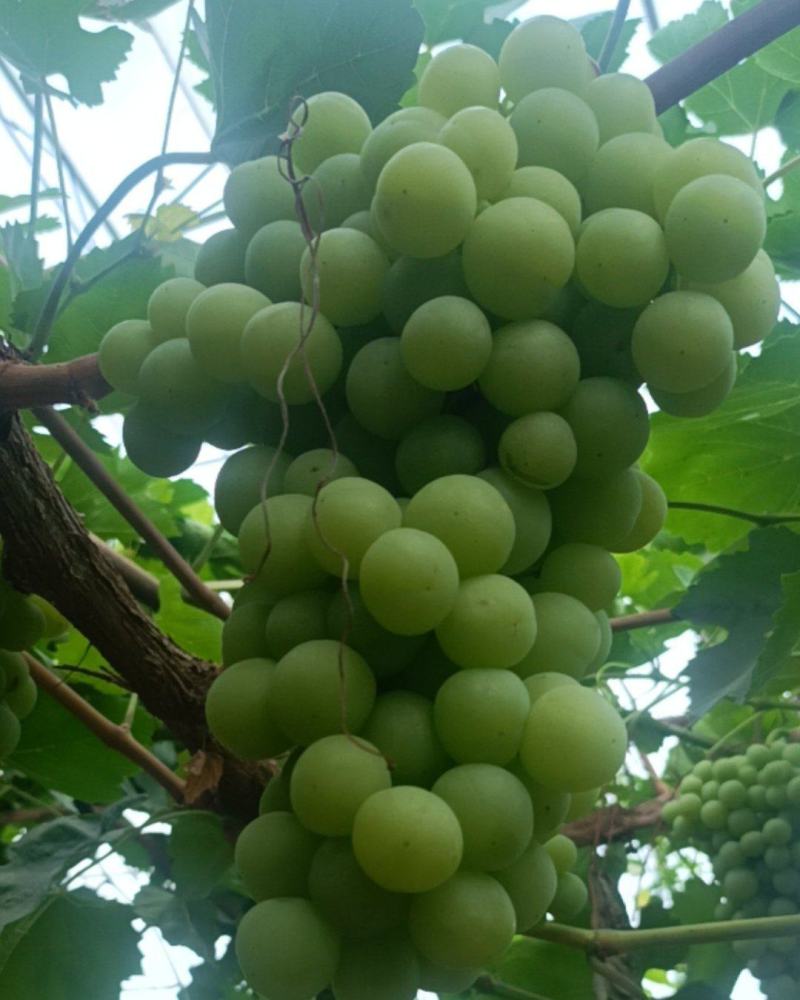 大青葡萄