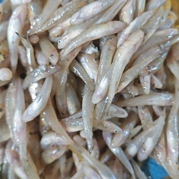 精品山根鱼