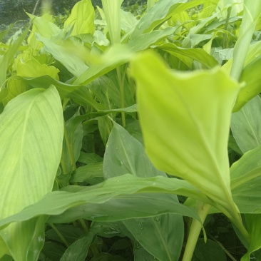 草果苗种植
