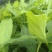 草果苗种植