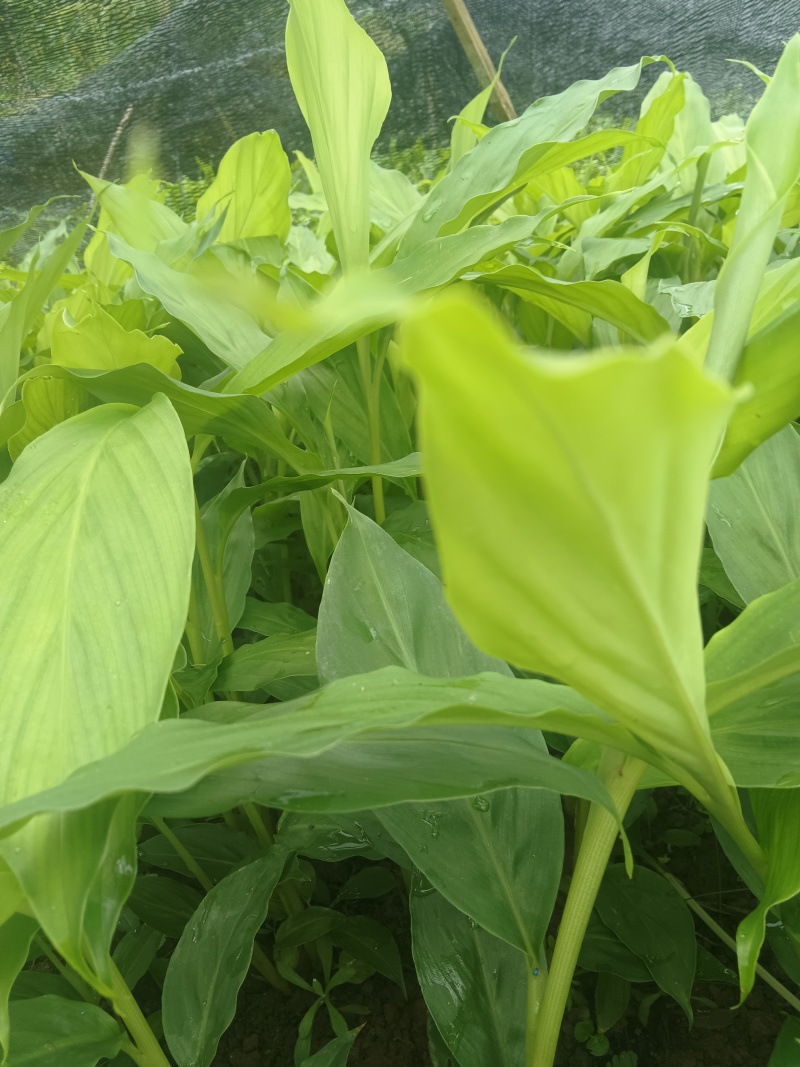 草果苗种植