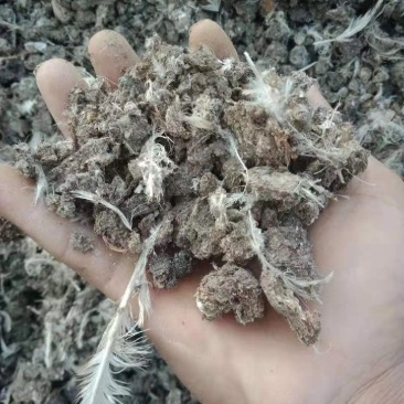 纯干鸡粪，大棚，蔬菜，花卉，各种种植业**