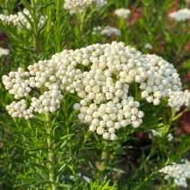 澳洲米花