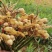 云南山地小黄江菜姜