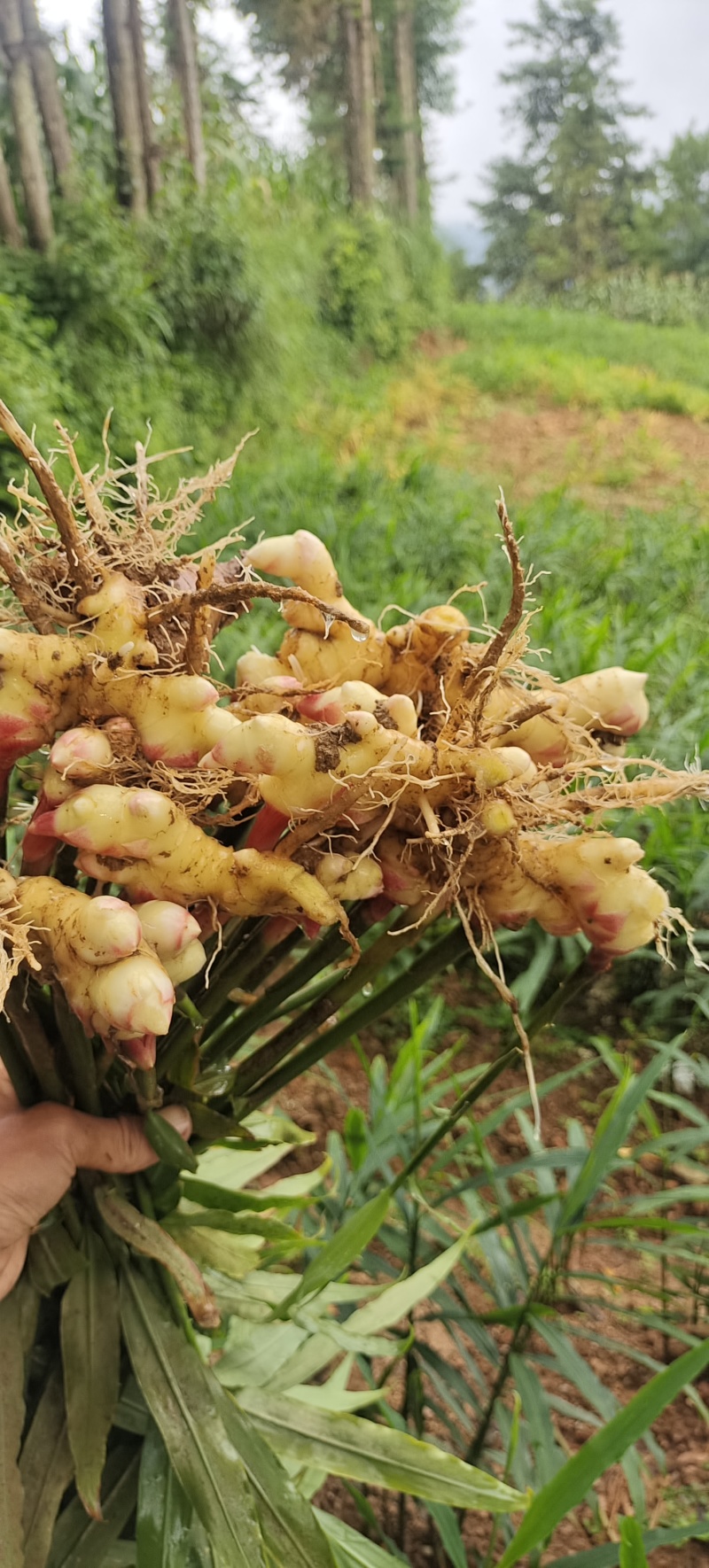 云南山地小黄江菜姜
