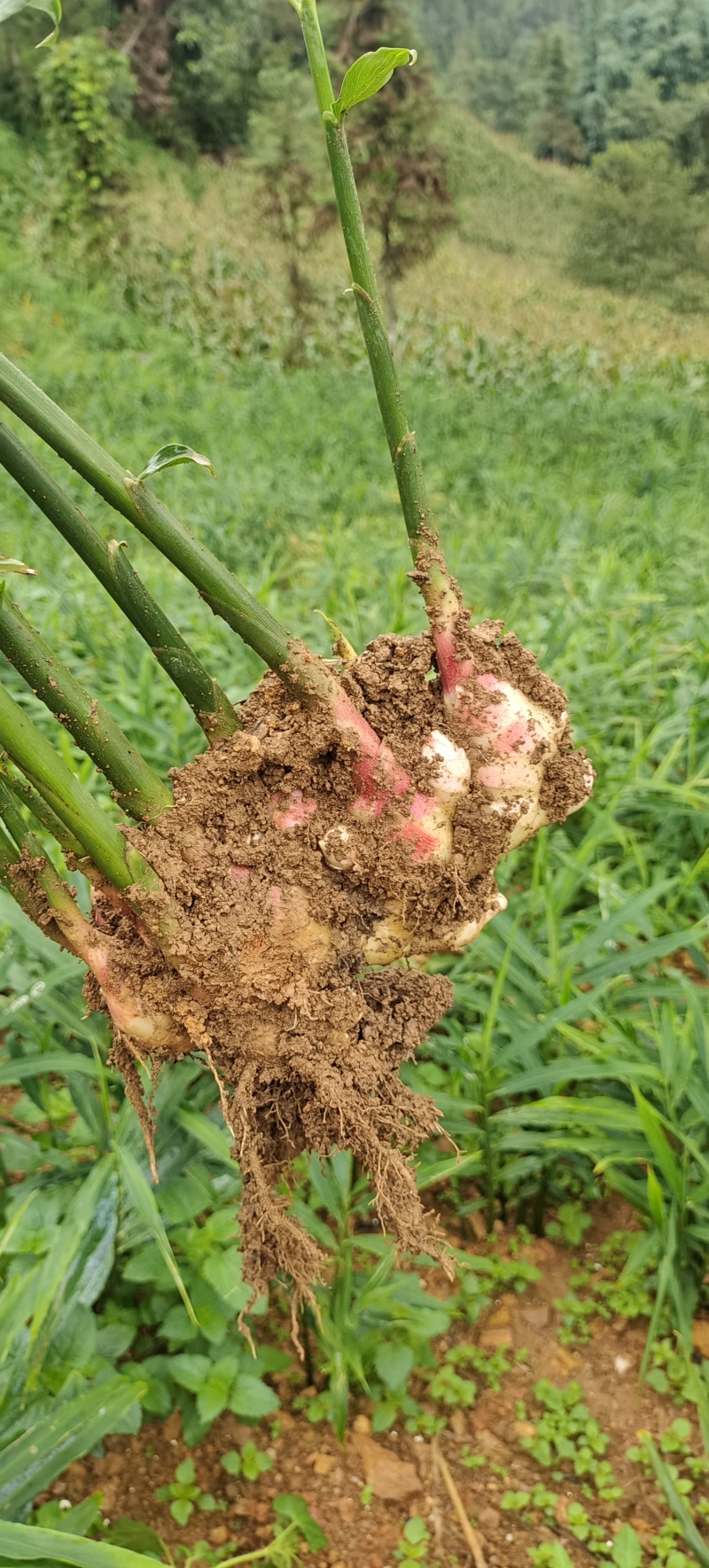 云南山地小黄江菜姜