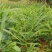 云南山地小黄江菜姜