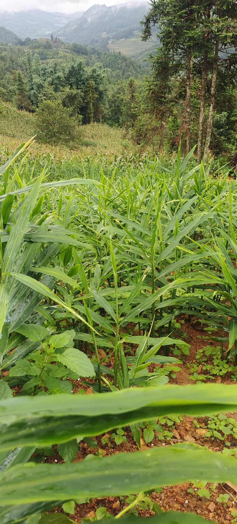 云南山地小黄江菜姜