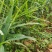 云南山地小黄江菜姜