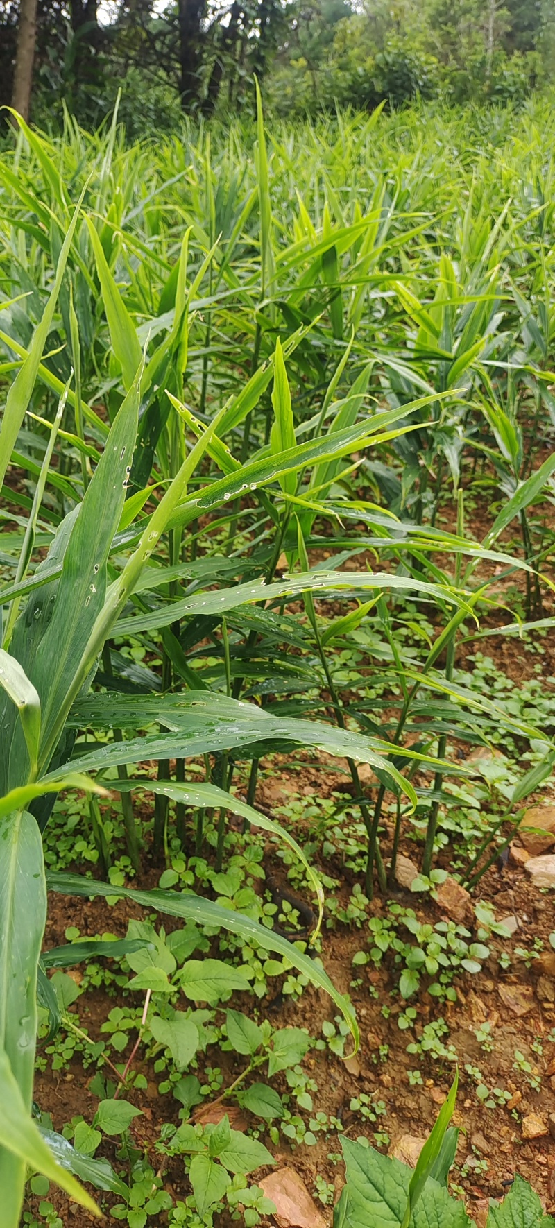 云南山地小黄江菜姜