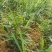 云南山地小黄江菜姜