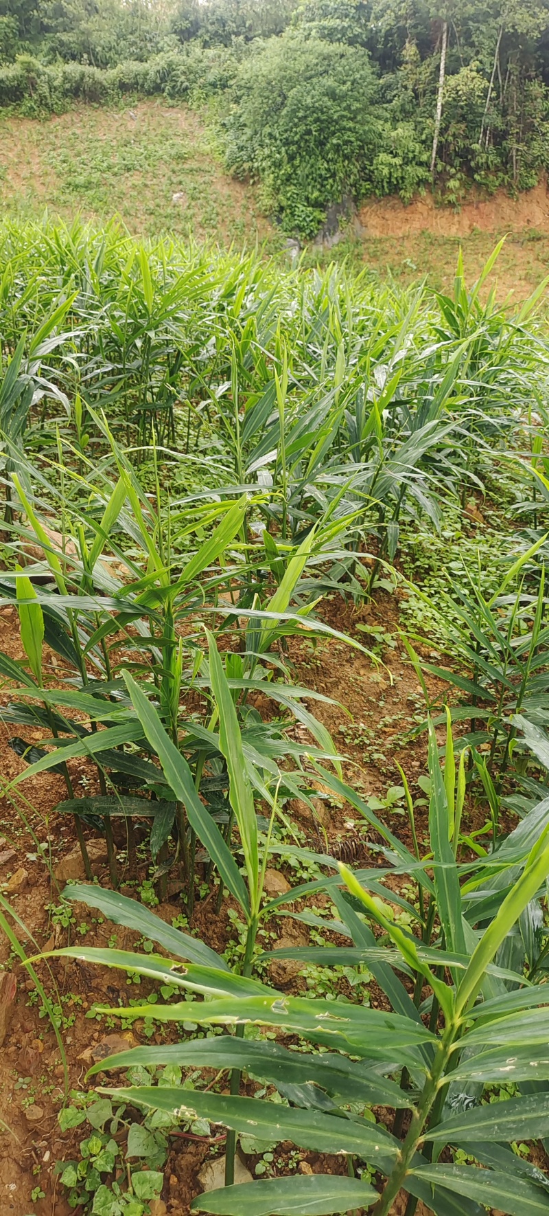 云南山地小黄江菜姜