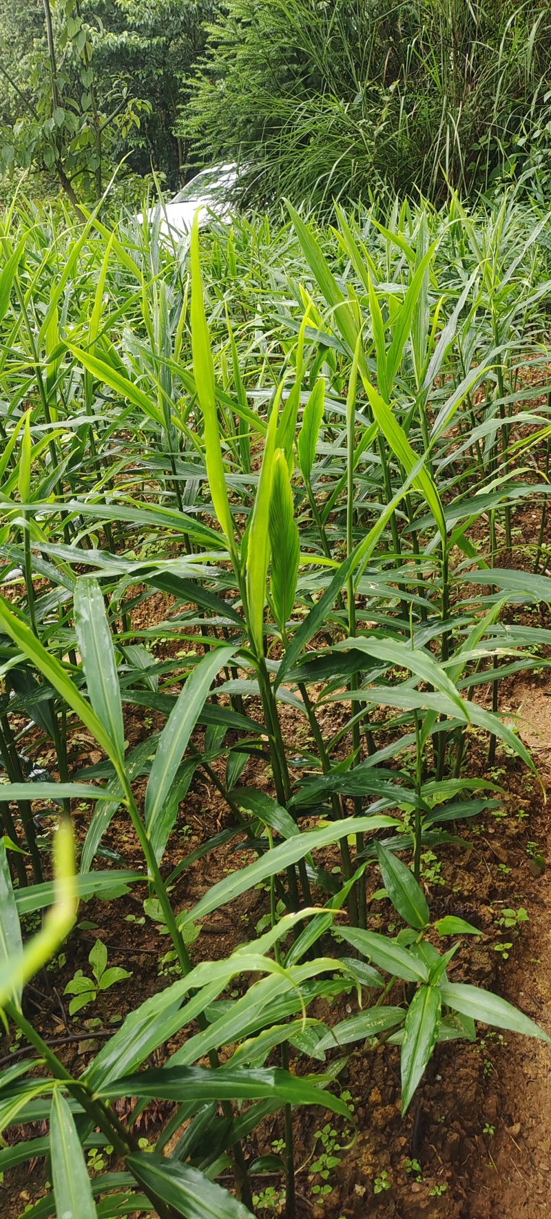 云南山地小黄江菜姜