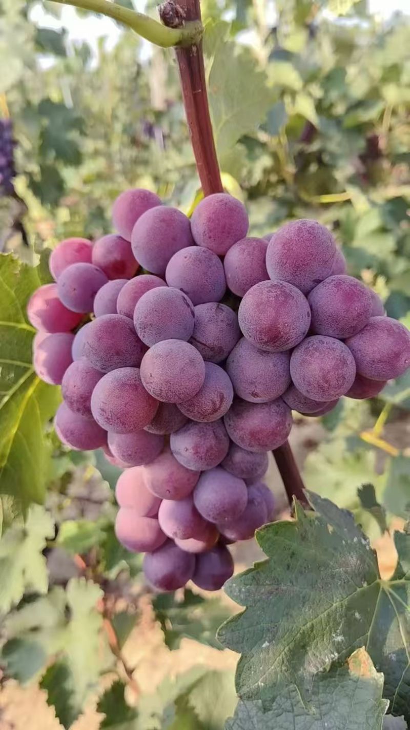 巨峰葡萄大量上市，需要的老板联系口感很甜颜色好，颗粒大