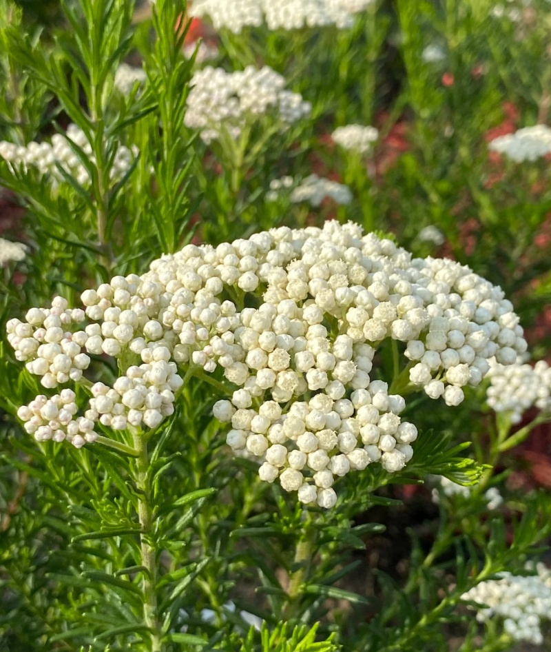 澳洲米花