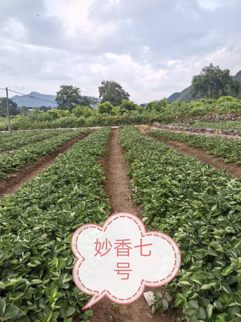 妙香七号改良版