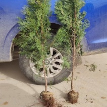 精品侧柏苗品质上乘规格齐商家在线全全国发货欢迎咨询
