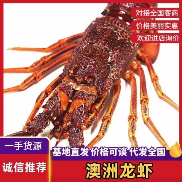 澳龙虾冰鲜奥龙生冻新西兰纽龙虾非红龙速冻特大龙虾海鲜餐厅