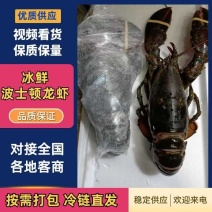 冰鲜波士顿波龙龙虾规格4-6斤顺丰包邮地址