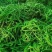 山西忻州辣丰三号线椒15~20厘米青特辣
