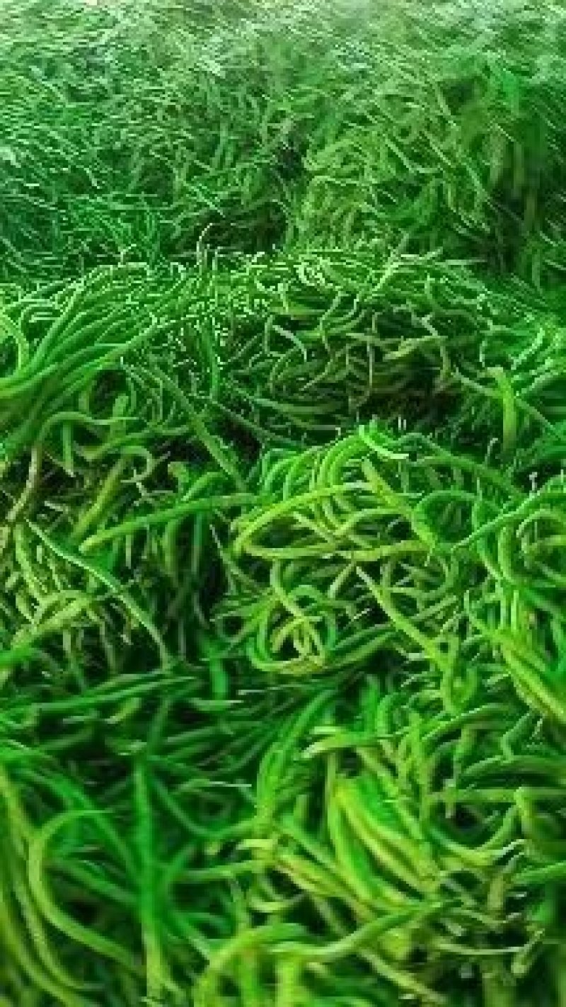 山西忻州辣丰三号线椒15~20厘米青特辣