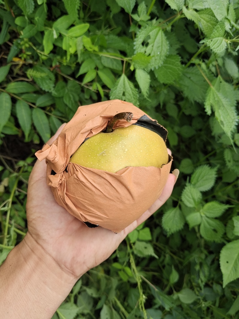 8月中旬精品圆黄梨大量上市。欢迎各地老板前来采购。