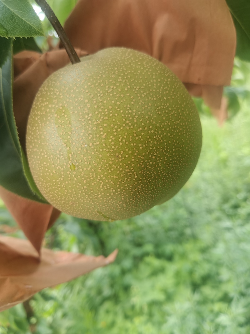 8月中旬精品圆黄梨大量上市。欢迎各地老板前来采购。