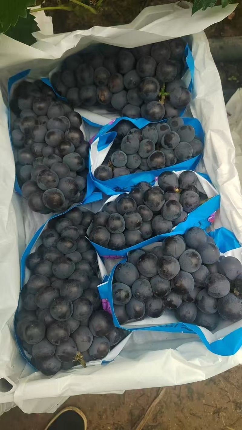 河北精品京亚葡萄质量保证地头发货欢迎来电质询实地考察