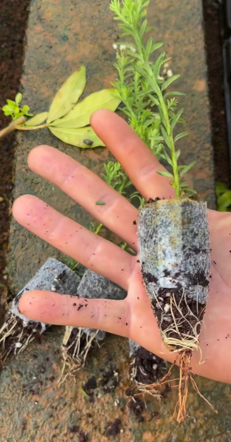 澳洲米花