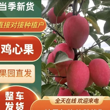 鸡心果大量有货产地直发保质保量货源充足
