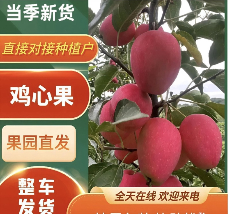 鸡心果大量有货产地直发保质保量货源充足