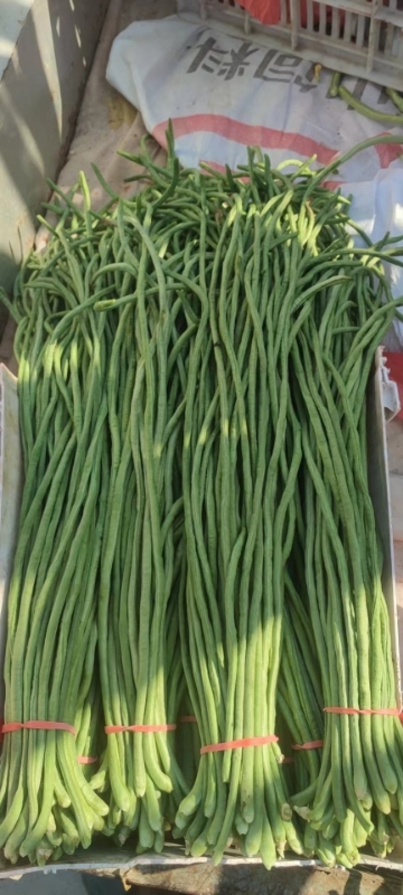 豆角\青条豆角\产地直供大量有货对接全国采购商