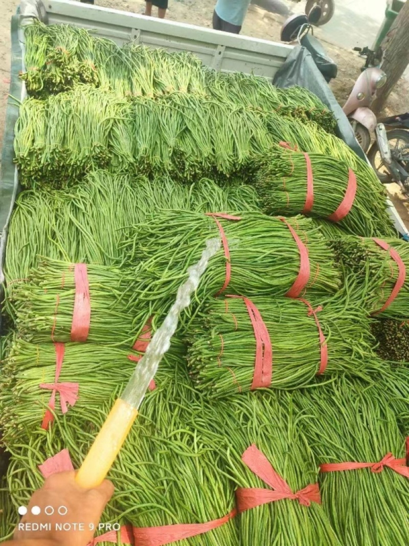 豆角\青条豆角\产地直供大量有货对接全国采购商