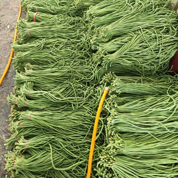 豆角\青条豆角\产地直供大量有货对接全国采购商
