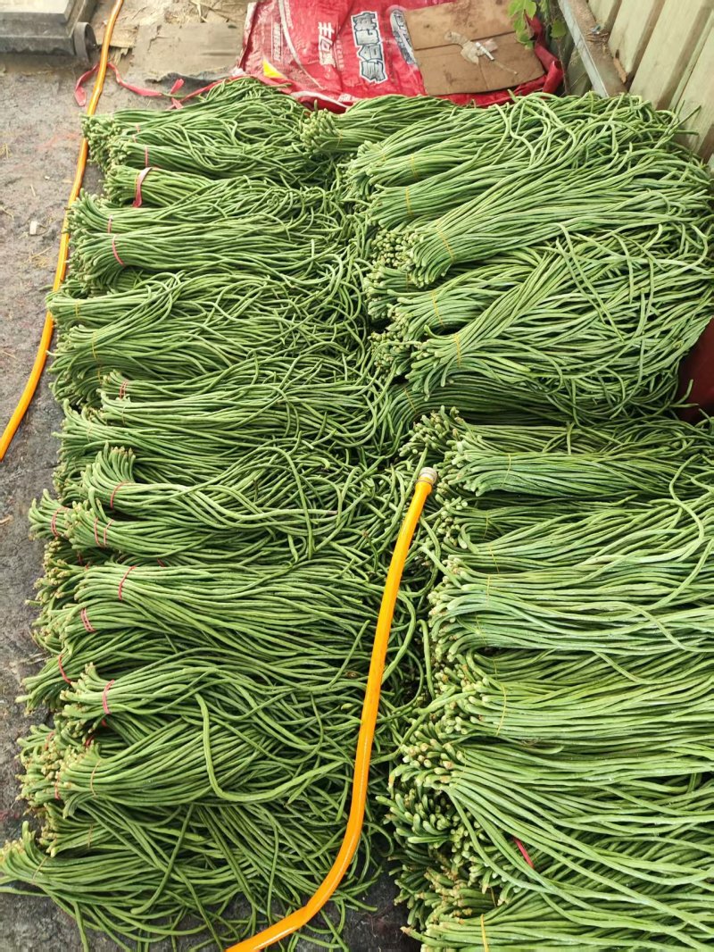 豆角\青条豆角\产地直供大量有货对接全国采购商
