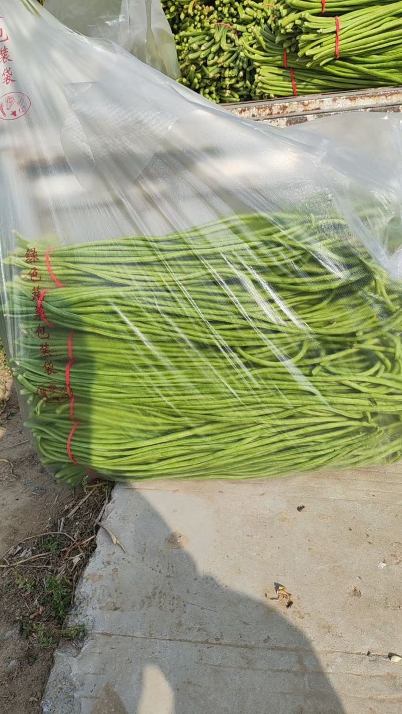 豆角\青条豆角\产地直供大量有货对接全国采购商