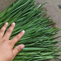 临漳大叶韭菜大量供货，价格可谈，需要的老板请联系