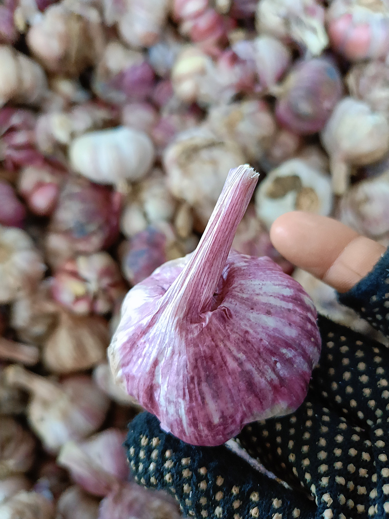云南紫皮蒜2026年新货农家种植大理产地直发