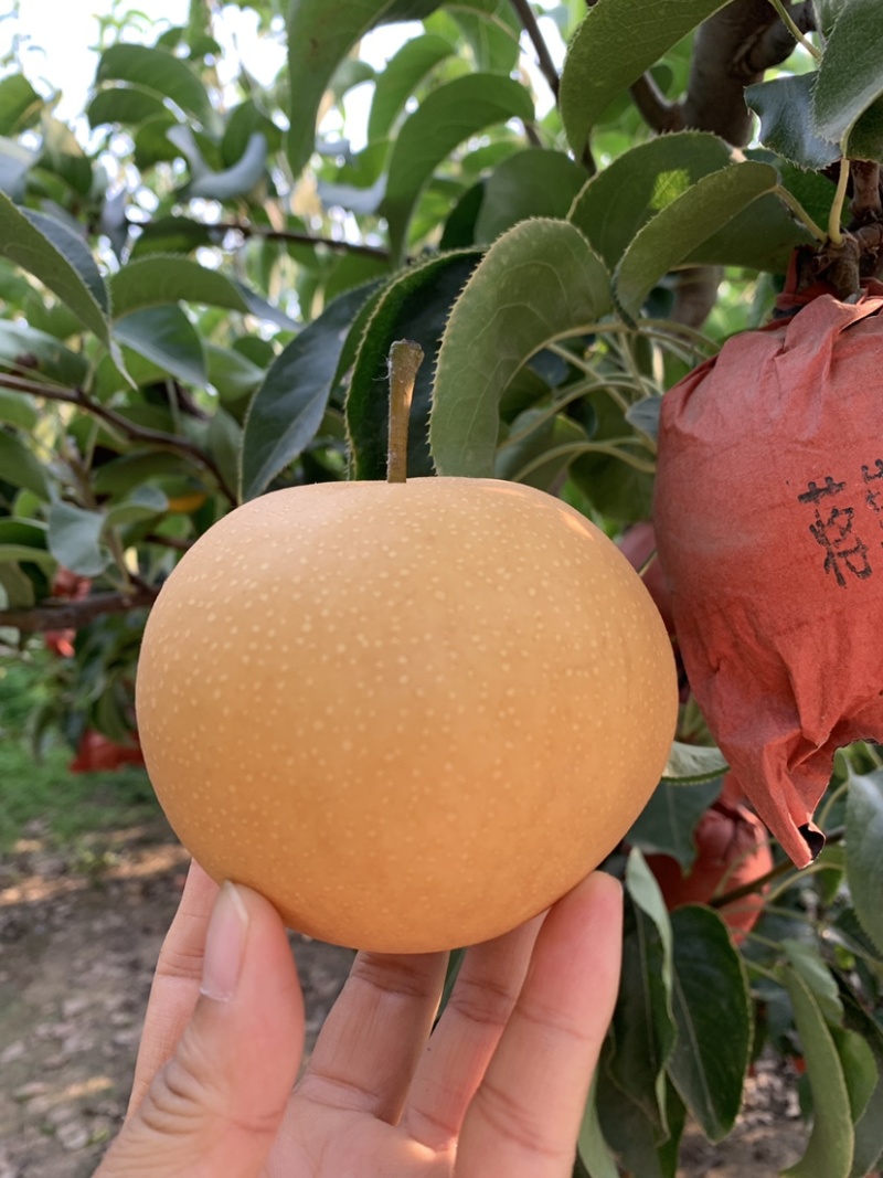 河南套袋圆黄梨