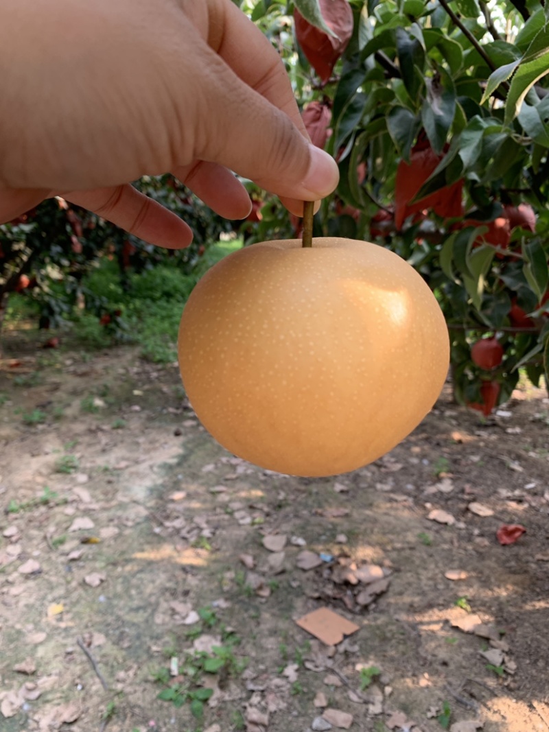 河南套袋圆黄梨