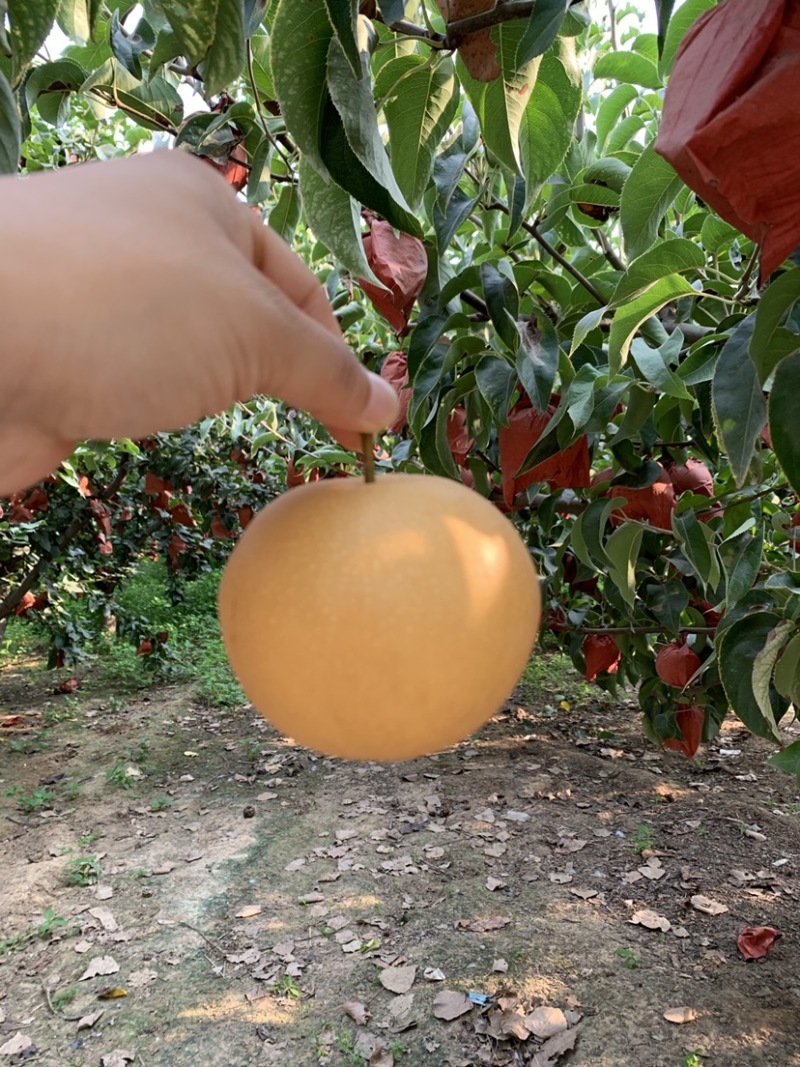 河南套袋圆黄梨