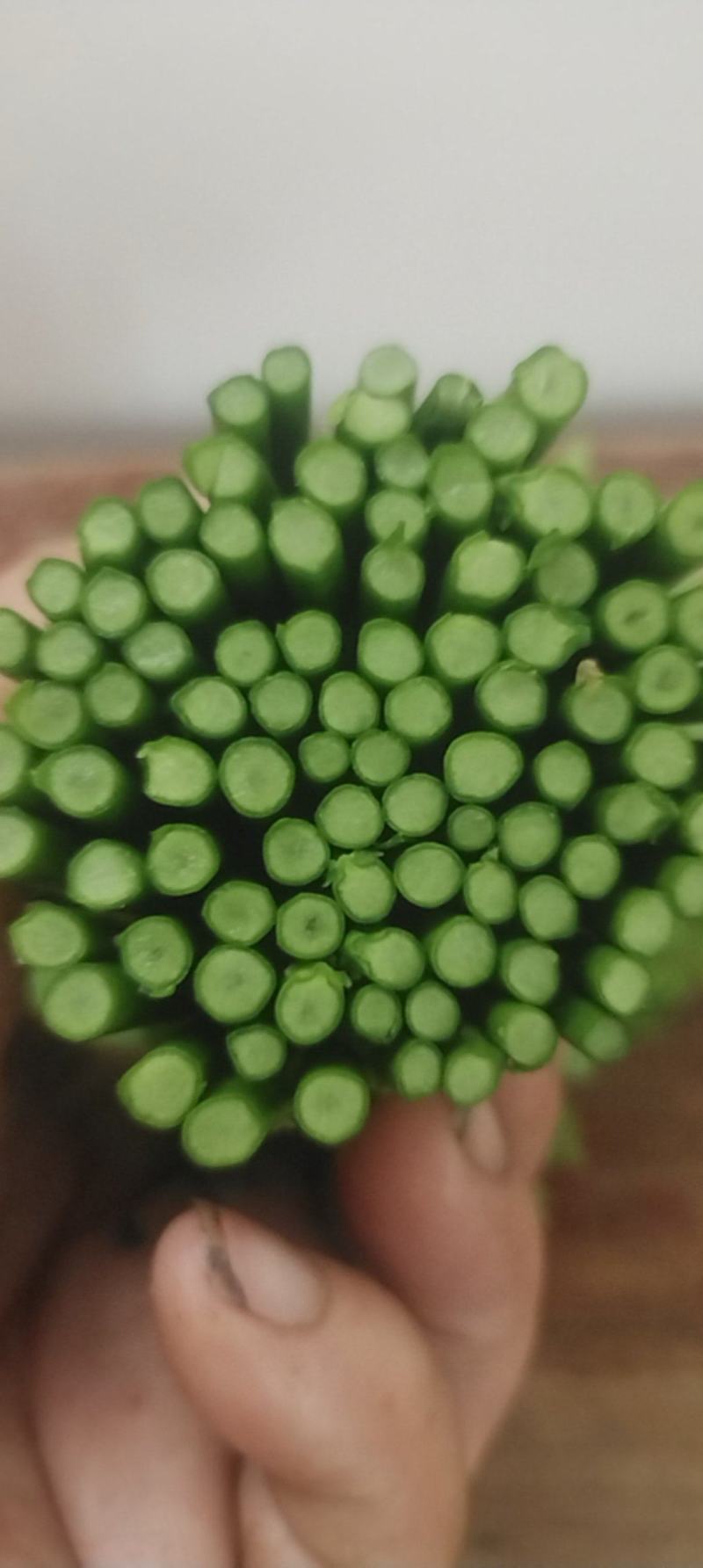 精品树仔菜