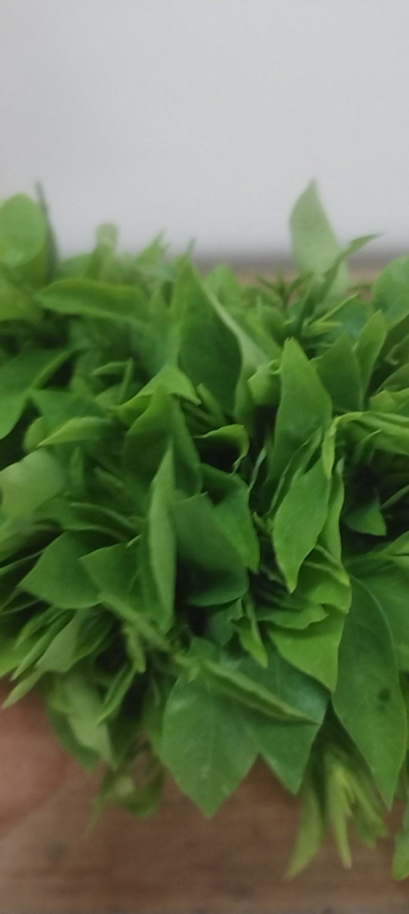 精品树仔菜