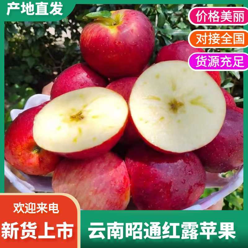 云南昭通特产红露冰糖心苹果新鲜采摘脆如冬枣甜似蜜高原限定